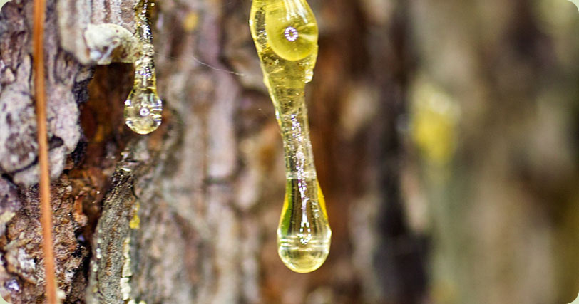 雪松油脂